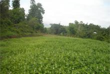 Image of Agricultural 47