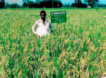 Image of Cultivation of Cereals